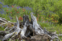 Stump and Wild Flowers 5433